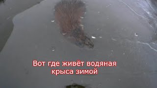 Вот где живёт водяная крыса зимой Ондатра