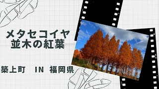 【癒し動画】福岡県築上町のメタセコイヤ並木紅葉　Autumn leaves of Metasequoia trees