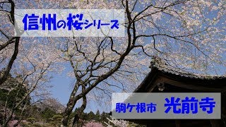 信州の桜シリーズ・光前寺