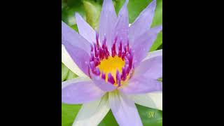 Purple Colorata || Tropical  Waterlily || Blue_Lily💜 #aquatic_plants #tropicalwaterlily #watergarden