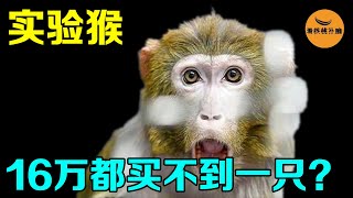 实验猴身价暴涨20倍，美国出价16万却一猴难求，实验猴有什么用？【看核桃补脑】