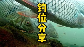 这个钓鱼位置怎么样？本地人都不钓这种鱼，因为他根本不咬√韶关钓鱼仁化钓点 土鲮爆护 钓鱼人 爱生活爱钓鱼