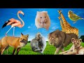 Animal sounds around us | sounds & Videos Elephant , Cat , lion, Tiger ,Hippo , Hors birds - Part 1