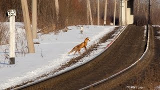 [RZD] Fox, white mouse and 2TE116UD-042, Valday - Dvorets stretch