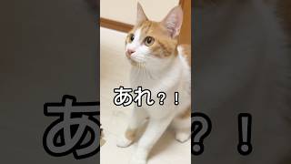 遊んでいたおもちゃが一瞬で消えた時の子猫の反応#shorts