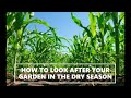 how to look after your garden in the dry season