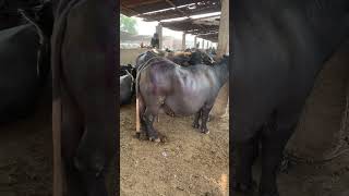 Aj Maal Bht Hai #animalsworld #bull #cow #cattle