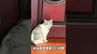 和孩子一起长大的猫咪太幸福了！   西瓜视频 #001