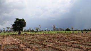 「雨期が遅くなって作物が育たない」　気候変動が加速させる食料危機、カメルーンの農村から【国境なき医師団】