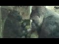 金剛迪亞哥和兒子ringo的互動 gorilla d jeeco and son ringo🧡 interaction