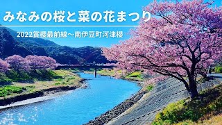 【日本旅遊】2022賞櫻最前線｜南伊豆町河津櫻與油菜花田｜みなみの桜と菜の花｜お花見の絶景スポット｜Minamiizu,Japan,Cherry BlossomsTravel Vlog