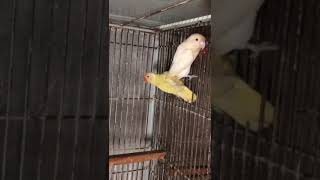 Decino and albino red eye lovebirds