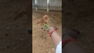 Meri gaiya aati hai 🥰 🚩🚩~cowlover ~ gauseva @Rambhakat_atul #shorts #cow #animals #animalshorts