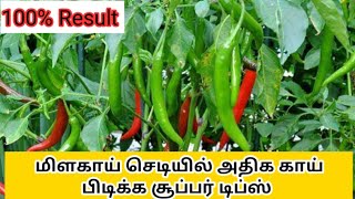 மிளகாய் செடியில் அதிக காய் பிடிக்க சூப்பர் டிப்ஸ் / chilli cultivation@Pasumai Thottakalai