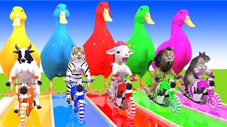 5 Giant Duck Cartoon,Cow,Mammoth,Tiger,Lion,Dinosaur,Paint Wild Animals Crossing Fountain Animation