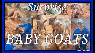 BABY GOATS!__AFTER KIDDING GOAT CARE__NIGERIAN KIDS_ #goats  #babygoats #nigerian #farming #video