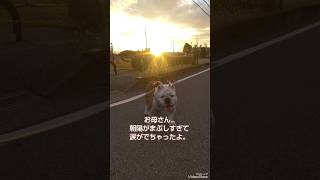 高齢の愛犬との別れが近づいているような気がして…#犬#short#じゅんとボス