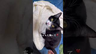 触って！ハスキー声が可愛い過ぎる下半身麻痺猫あいかなちゃん🐈‍⬛#下半身麻痺猫 #保護猫 #ビーグル犬