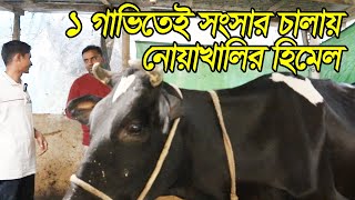 গরুর খামার ছোট, কিন্ত খামারি অনেক অভিজ্ঞ | গরু পালন শিখুন পরে গরুর খামার করুন। Cow Farming BD..