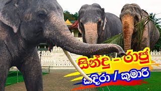 Elephants and tuskers in Sri Lanka ශ්‍රී ලංකාවේ හීලෑ අලි ඇතුන්