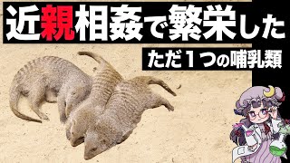 【ゆっくり解説】近親相姦を積極的に行うよう進化した動物シママングース