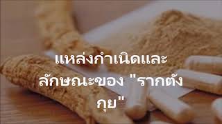 ประโยชน์ของตังกุย 14 สรรพคุณ สุดยอด สมุนไพรบำรุงเลือดบำรุงร่างกาย หัวใจ ตับ ไต และม้ามดูแลสุขภาพ