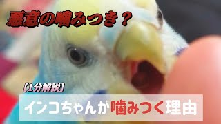 【１分解説】悪意の噛みつき？〜インコちゃんが噛みつく理由〜