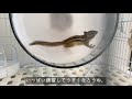 一生懸命回し車を練習するシマリス a chipmunk practising her spinning wheel.