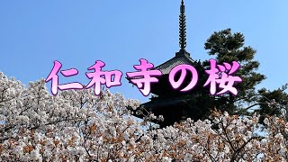 京都の桜 仁和寺の御室桜 2022年撮影 Cherry blossoms in Kyoto Japan