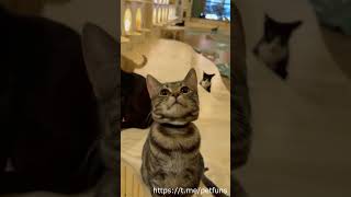 Продолжаем тренд 2 #cat #funny #cute #pets #memes #animals