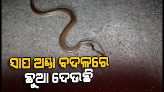 ସାପ ଅଣ୍ଡା ବଦଳରେ ଛୁଆ ଦେଉଛି  #News6odia