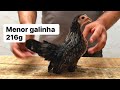 Top 5 das menores galinhas | Mini Garnize