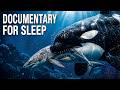 Why Great White Sharks Fear Orcas | Documentary for Sleep