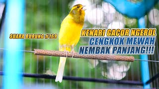 Download Mp3 SUARA BURUNG |169| Kenari GACOR PANJANG INI Cocok untuk Masteran KENARI PAUD dan Kenari Macet BUNYI