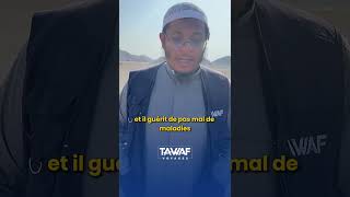 🍃 Quelques bienfaits du lait de chamelle par notre guide Mounir