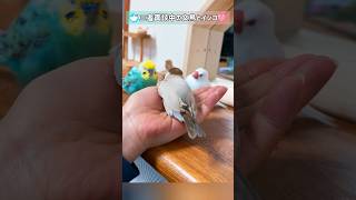 三者面談を邪魔されて ちょっとキレちゃう文鳥女子 #文鳥 #セキセイインコ #birds #shorts