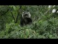 Monkey | wild vibes with animation