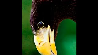 Steller's Sea Eagle coming in to land at the National Centre for Birds of Prey