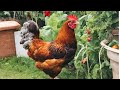 Sweet Watermelon Treats For Happy Chickens 🍉 #chicken #backyardchickens #chickencoop #rooster #egg