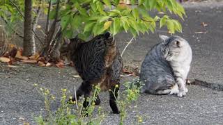 地域猫の暮らし2024/10/14 シャー,よだれ,ぎん,夕陽,海,月