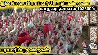 கோழி பண்ணை வளர்ப்பு | #chicken | இலங்கையில் வித்தியாசமான முறையில் கோழி பராமரிப்பு #crushon