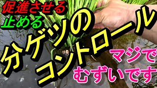 稲の分ゲツのコントロール！これはマジで難しい！