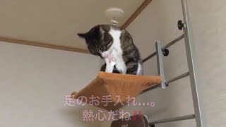 猫の正月 😸まるおの場合😸