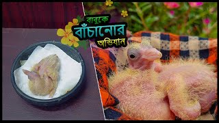 কবুতরের ঘাড় বাঁকা বাচ্চাকে বাঁচানোর অভিযান || Pigeon Baby Hand Feeding Formula 🔥 Jactok পাখি ভাইয়া