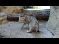 bobcat feeding