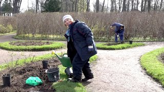 В розарии у Вольера поселилась Скарлет Боника