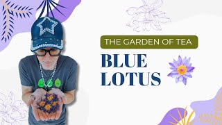 Ancient Egyptian Blue Lotus for Ultimate Relaxation! 😲✨ (You NEED to Try This!)