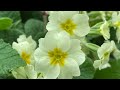 how to grow primula vulgaris the english primrose and other species