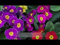 how to grow primula vulgaris the english primrose and other species