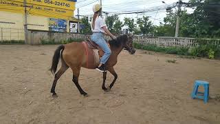 ม้าของชาลี 156 การเรียนขี่ม้าครั้งที่สิบหก Chalee Horse 156 Sixteenth Riding Lesson